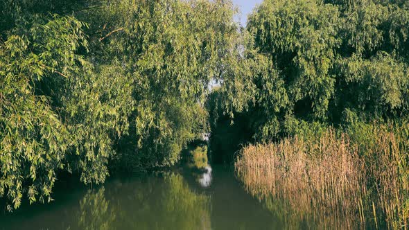 View From the Boat on the Canal or River and Dense Forest alt