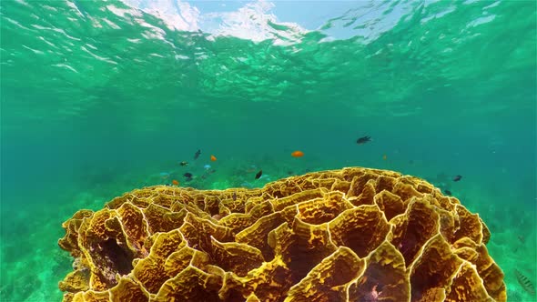 Coral Reef and Tropical Fish alt