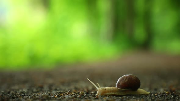 Snail Crawling Along a Path in Spring Forest, Czech Republic alt