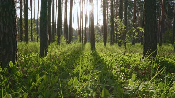 Walking Through the Sunny Morning Forest in the First Rays of the Sun, Sun Breaks Through Tree alt
