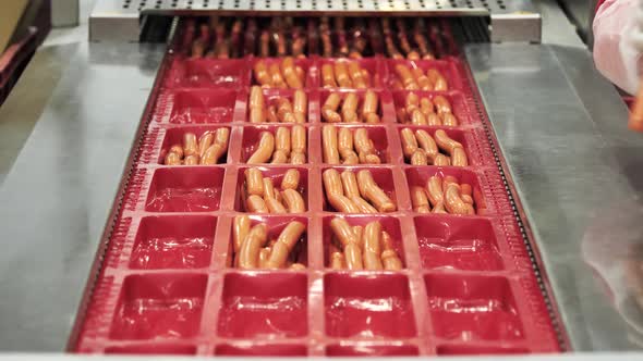 Hands of Workers Put Fresh Sausage Into Trays for Vacuum Packaging alt