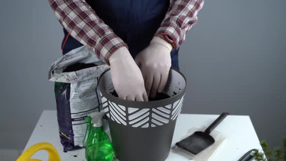 Hands Closeup of Male Gardener in Uniform and Gloves Transplants House Plant of Genus of Coniferous alt