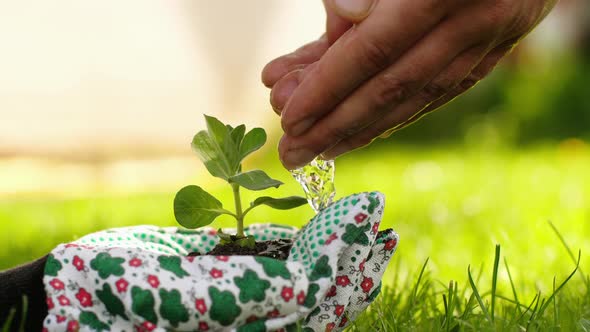 Green sprout in hands