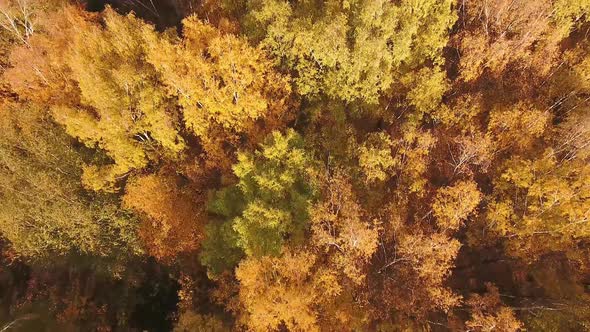 A Drone Flies Over the Autumn Forest. Autumn in Central Russia. the View from The Height.