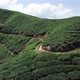 Tea Plantation - VideoHive Item for Sale