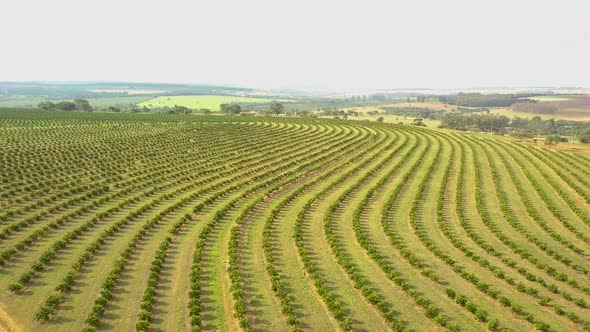 Sweping orange groves line the Brazilian landscape, stunning aerial dolly in shot. alt