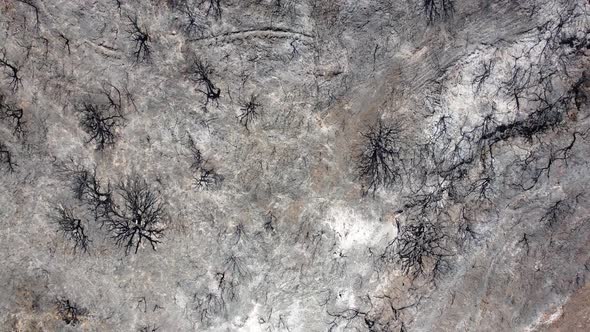 Drone view of burned forest. Dark land and black trees caused by fire. Forest fire. Climate change. alt