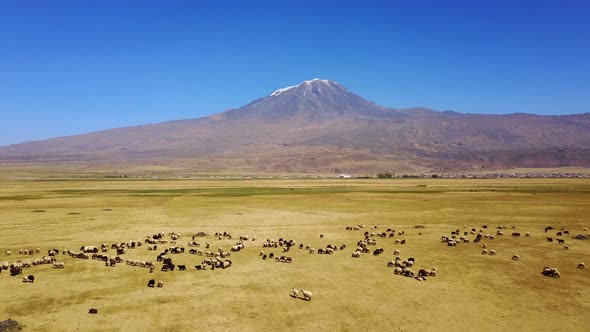 Sheeps grazing, Noah's Mount Ararat Meadow, Agri Dagi, Turkey