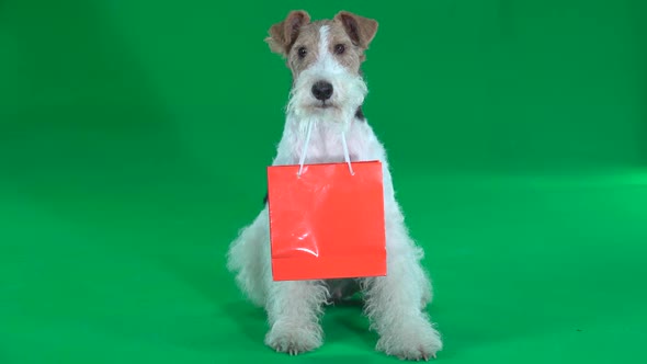Fox Terrier with Orange Bag Green Screen alt