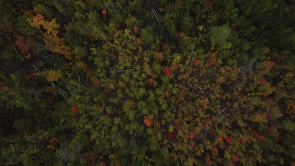 Aerial top down view of wild autumn forest.