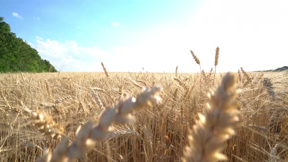 Ascending View in Wheat Field