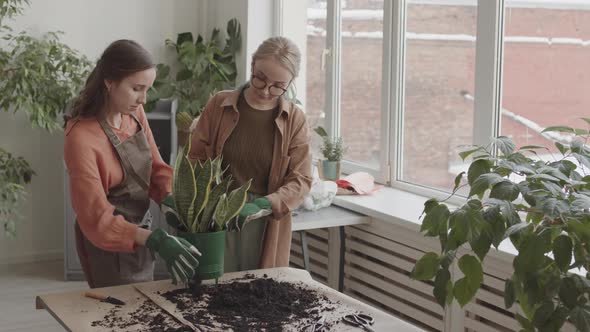 Women Adding Soil into Flower Pot alt