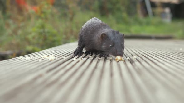 Wild mink eating crumbs close up SLOW MOTION alt