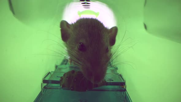 Big Alive Mouse or Rat Caught in Green Plastic Humane Mouse Trap Inside View alt
