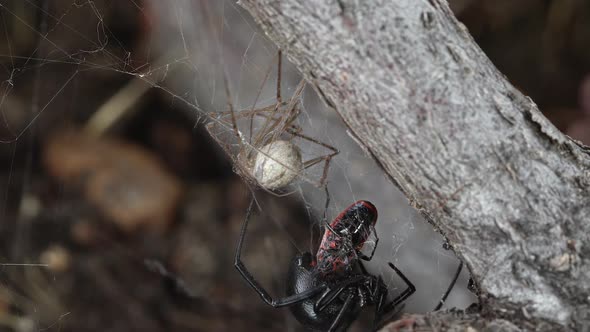 Black Widow Spider collecting its prey stuck in web alt