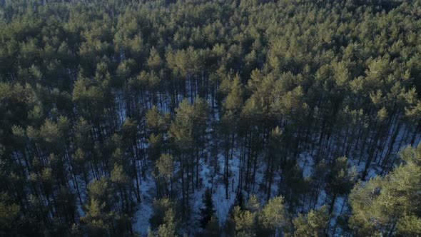 Pine Forest From Above In Sunny Day