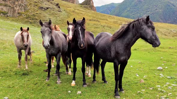 Herd of Horses Eating Grass at Sunset. Horses Graze in the Meadow. Six Black, Red and White Horses alt