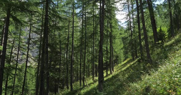 The Crévoux valley, Embrun, Hautes Alpes department, France alt