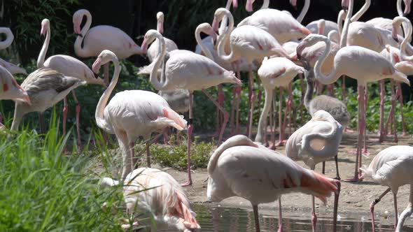 Slow motion shot of Pink Flamingo Family resting in pond during sunlight,close up alt