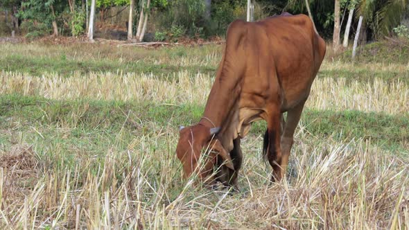 Mature brown cow grazing in a dry rice field, eating grass on a rural background. alt