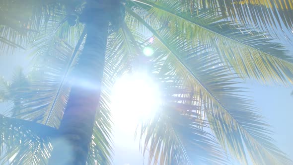 Sun Peaking Through A Tall Palm Tree In The Caribbean