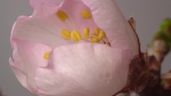 Concept for Educational Biology School Project alt