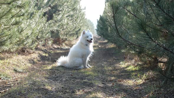 White fluffy cute dog Samoyed walks in the forest on a sunny day.