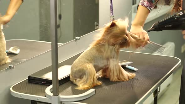 A Groomer Dries Hair of a Yorkshire Terrier with a Hair Dryer in a Vet Clinic alt