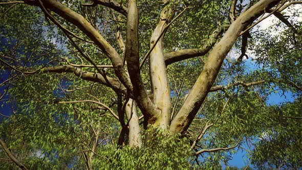 Eucaliptus in Australia Red Center alt