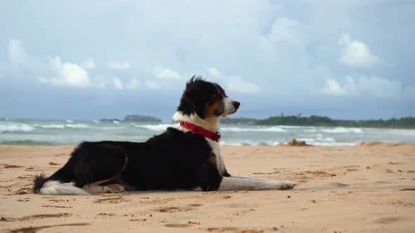 Funny Dog Lies on the Sand Near the Ocean