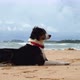 Funny Dog Lies on the Sand Near the Ocean - VideoHive Item for Sale
