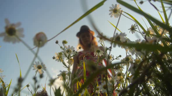 Young bohemian woman approaching and examining a wild chamomile flower on a meadow,