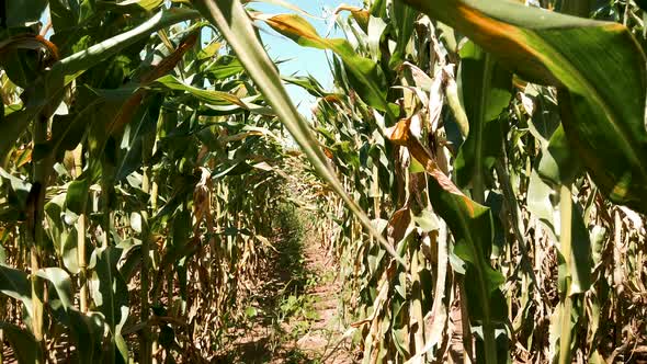 Green corn field and beautiful sky with clouds, early summer with wind blowing alt
