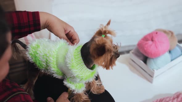 A Woman Sitting on the Chair and Measure the Body of Calm Puppy Yorkshire Terrier Dressed in Green alt