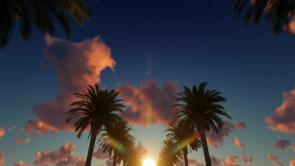 Palm Trees At Sunset alt