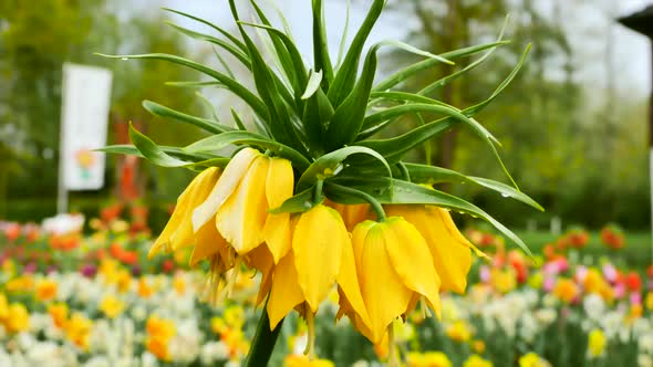 Fritillaria Imperialis alt