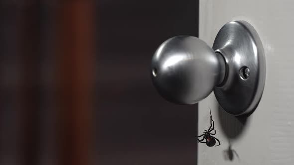Black Widow Spider hanging on doorknob as person grabs it alt
