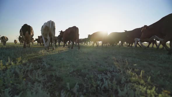 herd of amazing cows on a green field. multi-colored cows in the rays of the sun. alt