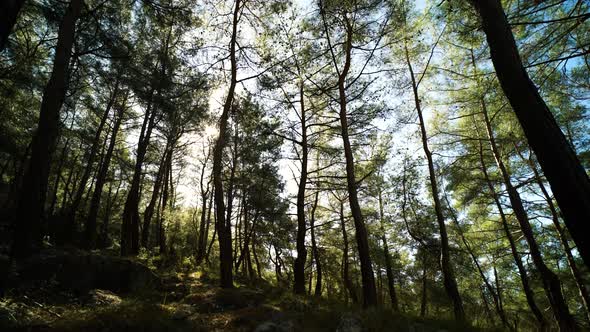 Slowly moving through a forest at sunrise