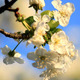 Cherry Tree Flowers - VideoHive Item for Sale