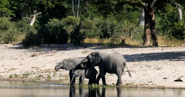 African elephant, Bwabwata Namibia, Africa safari wildlife alt