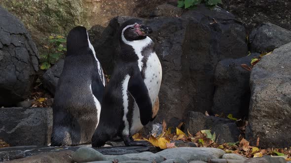 Humboldt penguin (Spheniscus humboldti) standing on rocks