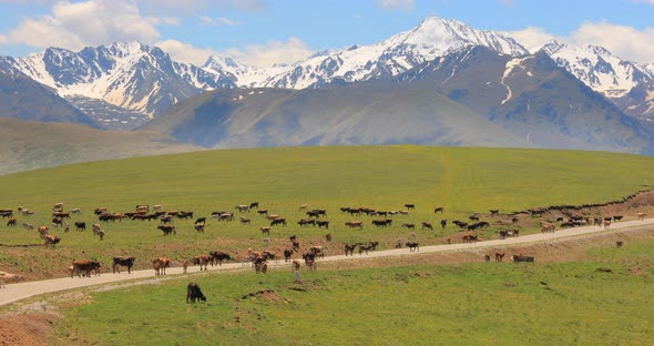 Animals Horses and Cows Graze in the Meadows of the Elbrus Region alt