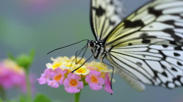 Commercial macro of wild butterfly collecting nectar of colorful flower. ProRes High Quality 4k Shot alt