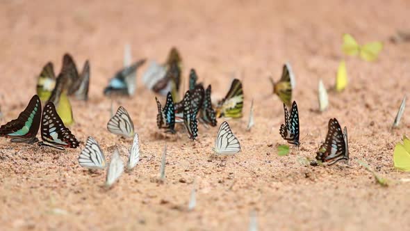 Group of  butterfly on the ground (Common Jay, Graphium antiphates itamputi (Butler) alt