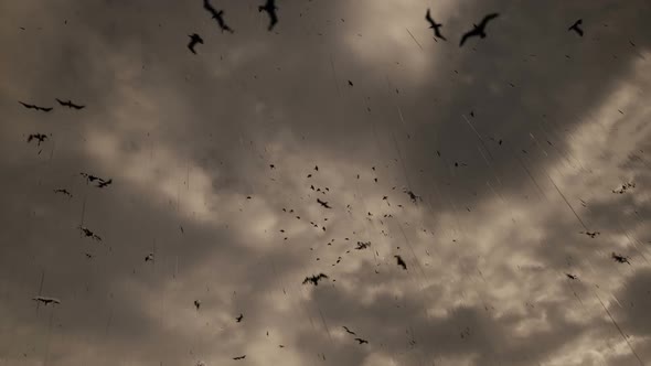 Birds Flying and Rain Background alt
