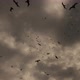 Birds Flying and Rain Background - VideoHive Item for Sale