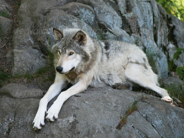 Timber Wolf laying on rocks