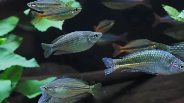 Exotic tropical fish in the aquarium