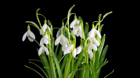 Timelapse of Snowdrop Flowers Opening on a Black Background Closeup alt